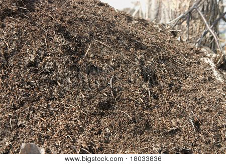 Ant Hill