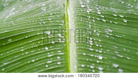 abstract textured green banana leaf and rain drops background