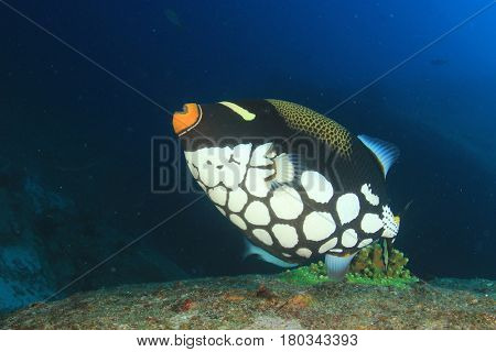 Clown Triggerfish fish