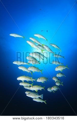 Goatfish fish school. Yellow fish blue ocean underwater