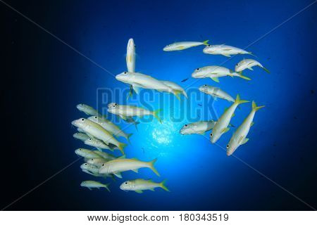 Goatfish fish school. Yellow fish blue ocean underwater