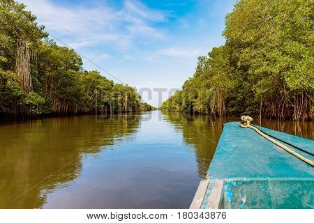 Caroni river swamp dense tropical climate mangrove forest in Trinidad and Tobago