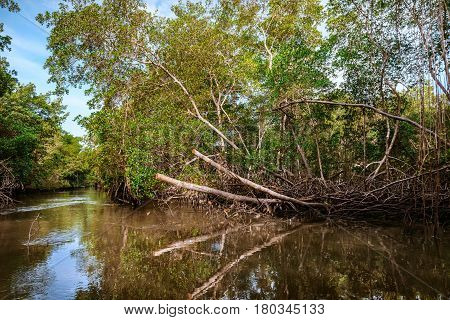 Caroni river swamp dense tropical climate mangrove forest in Trinidad and Tobago