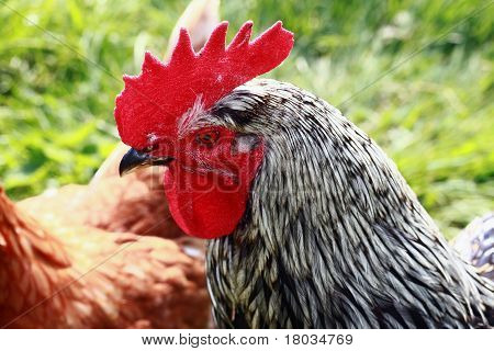 Cockrell på en gård