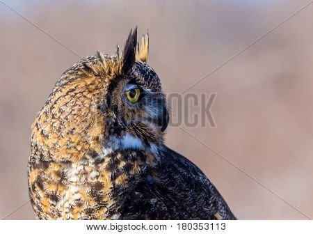 The great horned , also known as the tiger or the hoot owl, is a large bird native to the Americas. It is an extremely adaptable bird with vast range and is the most widely distributed true owl
