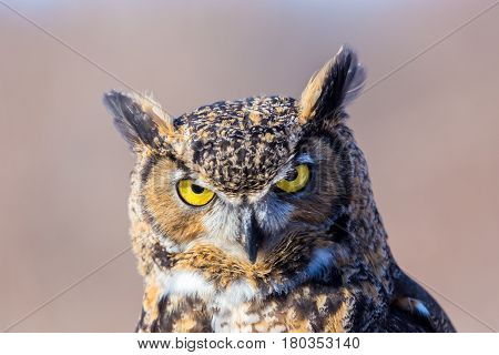 The great horned , also known as the tiger or the hoot owl, is a large bird native to the Americas. It is an extremely adaptable bird with vast range and is the most widely distributed true owl