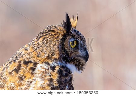 The great horned , also known as the tiger or the hoot owl, is a large bird native to the Americas. It is an extremely adaptable bird with vast range and is the most widely distributed true owl