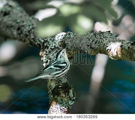 Black and white Warbler. A crisply striped bundle of black and white feathers creeps along tree trunks and branches like a nimble nuthatch, probing the bark for insects with its slightly curved bill.