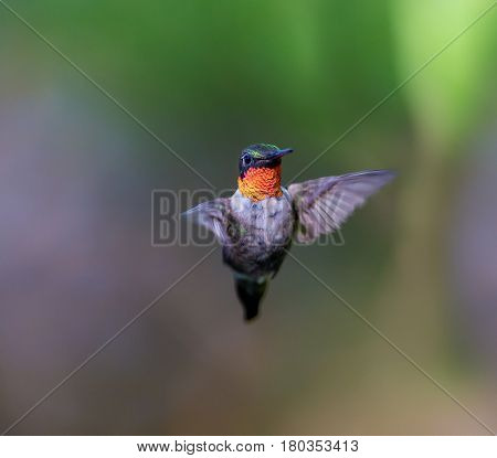 Ruby Throated Hummingbird male in a boreal forest in Northern Quebec after its long migration north. Very small hummingbirds with a lot of fight to do the long trip from the south.
