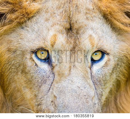 Asiatic Lion in a national park in India. These national treasures are now being protected, but due to urban growth they will never be able to roam India as they used to.