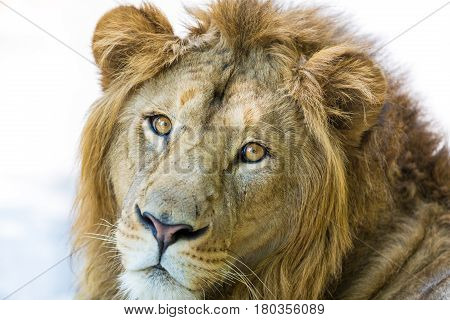 Asiatic Lion in a national park in India. These national treasures are now being protected, but due to urban growth they will never be able to roam India as they used to.