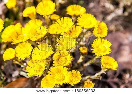 First yellow early spring mother and stepmother flower on empty ground. Tussilago farfara medical plant.
