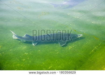 Big fish Beluga Huso swimming in the river or pond. European sturgeon, Wildlife animal.