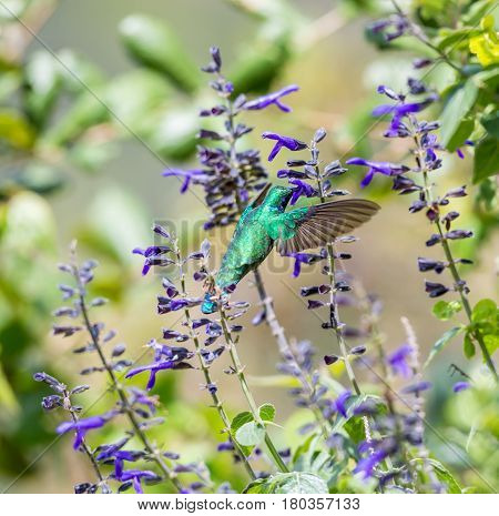 The incredibly beautiful Green Violet Eared Hummingbird in the central mountains of Mexico. This is a rare picture of a medium sized hummingbird that is very elusive and shy and is one special bird.