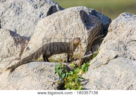 The Indian grey or common grey mongoose searching among rocks for food and snakes.