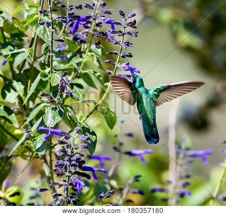 The incredibly beautiful Green Violet Eared Hummingbird in the central mountains of Mexico. This is a rare picture of a medium sized hummingbird that is very elusive and shy and is one special bird.