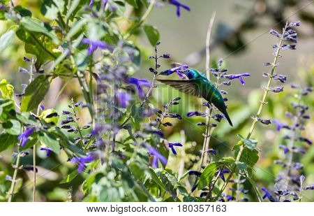 The incredibly beautiful Green Violet Eared Hummingbird in the central mountains of Mexico. This is a rare picture of a medium sized hummingbird that is very elusive and shy and is one special bird.