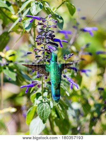 The incredibly beautiful Green Violet Eared Hummingbird in the central mountains of Mexico. This is a rare picture of a medium sized hummingbird that is very elusive and shy and is one special bird.