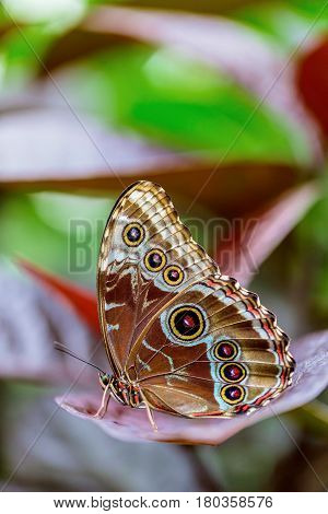Rainforest blue Morpho Butterfly A Morpho Butterflyis one of over eighty described species of butterflies that reside in the rainforests. Morpho or Owl butterflies are neotropical butterflies.