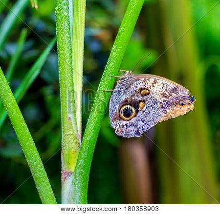 The owl butterflies, the genus Caligo, are known for their huge eyespots, which resemble owls' eyes. They are found in the rainforests and secondary forests of Mexico, Central, and South America.