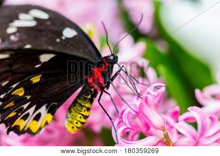 The Cairns birdwing, is a species of birdwing butterfly endemic to north-eastern Australia, and is Australia's largest endemic butterfly species. Other common names in are Cooktown and north birdwing.
