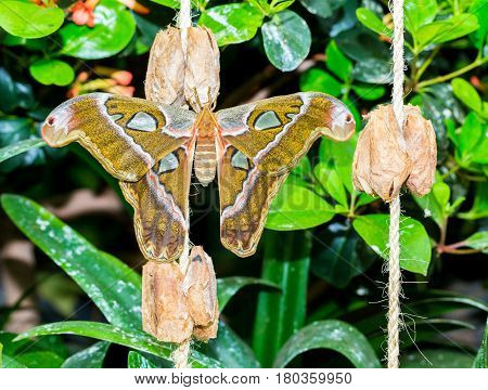 Cobra or Atlas moth is a large saturniid moth found in the tropical and subtropical forests of Southeast Asia, and is common across the Malay archipelago.
