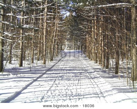 Sentiero del bosco d'inverno