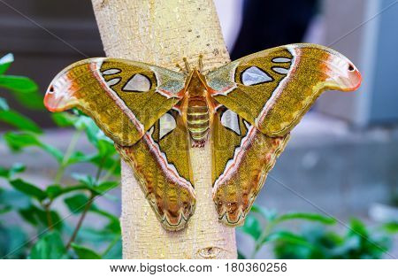 Cobra or Atlas moth is a large saturniid moth found in the tropical and subtropical forests of Southeast Asia, and is common across the Malay archipelago.
Atlas moths were often considered the largest