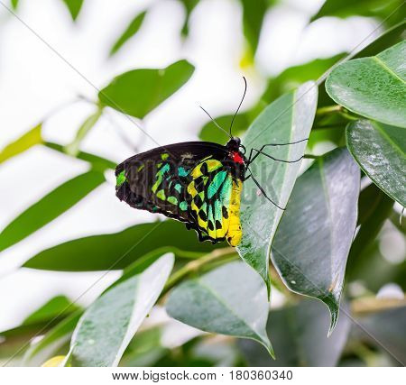 The Cairns birdwing, is a species of birdwing butterfly endemic to north-eastern Australia, and is Australia's largest endemic butterfly species. Other common names in are Cooktown and north birdwing.