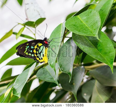 The Cairns birdwing, is a species of birdwing butterfly endemic to north-eastern Australia, and is Australia's largest endemic butterfly species. Other common names in are Cooktown and north birdwing.