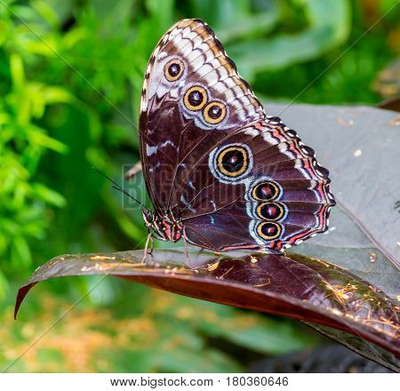 Rainforest Blue Morpho Butterfly , is one of over eighty described species of butterflies that reside in the rainforests. Morpho butterflies are neotropical butterflies.