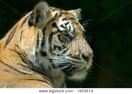 Tigre de Sumatra