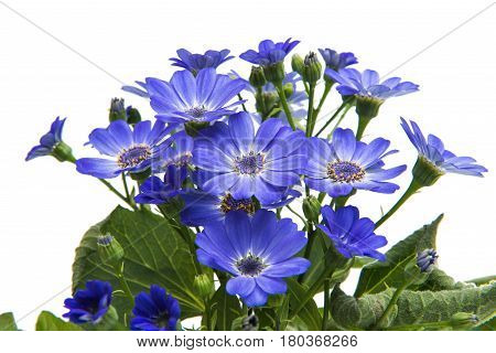 blue cineraria  flower isolated on white background