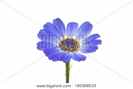 blue cineraria  flower isolated on white background