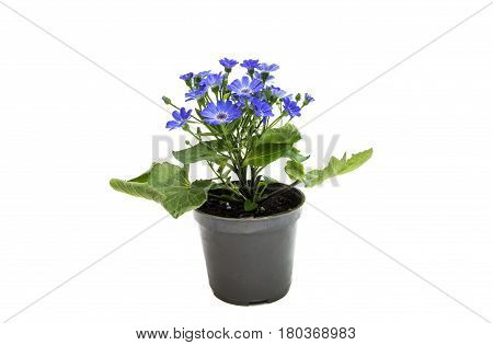 blue cineraria  flowers isolated on white background