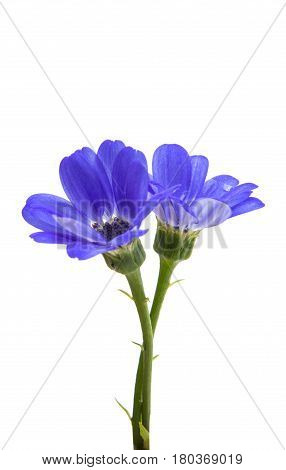 blue cineraria  flowers isolated on white background