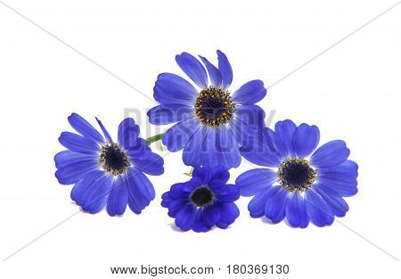blue cineraria  flowers isolated on white background