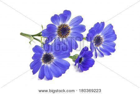 blue cineraria  flowers isolated on white background