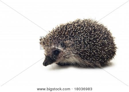 Riccio