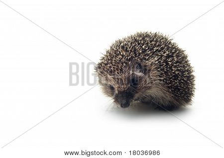 Riccio