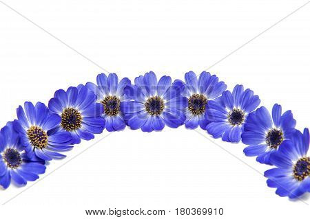 blue cineraria  flowers isolated on white background