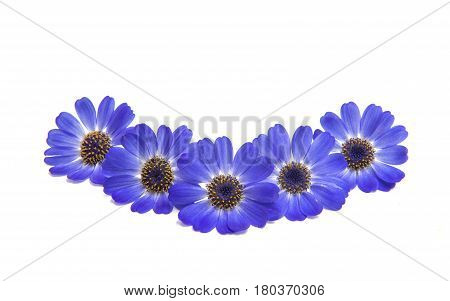 blue cineraria  flowers isolated on white background