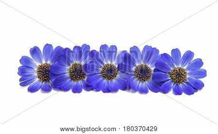 blue cineraria  flowers isolated on white background