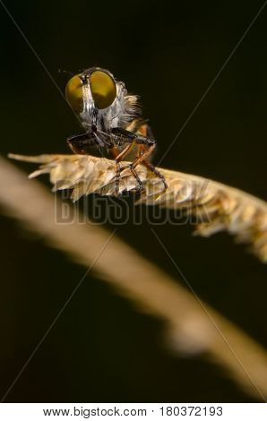 Robber Fly / Macro shoot of robber fly
