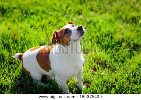 Jack russell terrier on green grass. Dog-hunting
