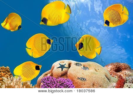 Kelebek balık kayalıkta Shoal