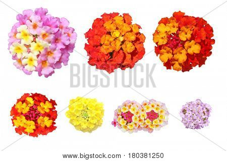 Fresh lantana flower isolated on white