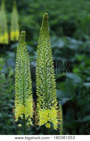 Caulanthus inflatus  Desert Candle Flower Plant in garden