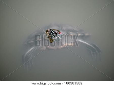 red-eared slider turtle (Trachemys scripta elegans) in pond with head over water outdoor shot