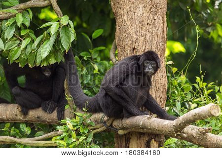 Siamang (Symphalangus syndactylus), adult male on a tree, captive, Singapore